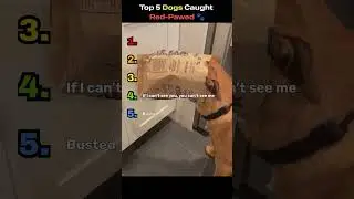 Top 5 Dogs Caught Red-Pawed 🐾😂 #funny #top5 #dogs #pets