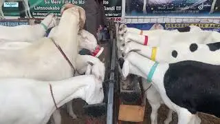 FODDAK EXPOSITI02N BERG YAYE RAMA SECK