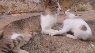 Kitten Meets Adult Cat.#cat #kitten