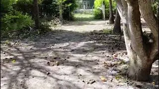 Finca el Mango Vereda Pueblo Nuevo Guamo Tolima