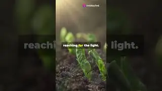 How Plants Grow: The Secret Life of Seeds #PlantGrowth #HowItWorks #NatureExplained #Photosynthesis