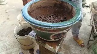 Thay chậu mai chơi tết, c&aacute;ch thay chậu an to&agrave;n