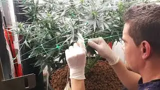 Defoliation, trim and simple care for my plants.