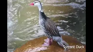 Birds of Peru_Eastern Route HQ
