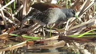 Taguita (Porphyriops melanops)