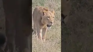 Majestic Young Lion Strolling the Savannah | Witness the Beauty of Kenya&rsquo;s Wildlife