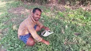 गाँव के खेत से ताज़ी मुड़ी भाजी | पेट के लिए रामबाण पाचक भाजी | CG Village Life Vlog, yadav volgs