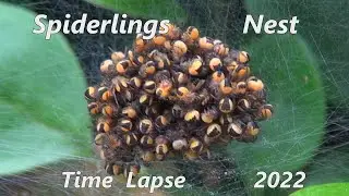 Spiderlings Nest Time Lapse - 2022