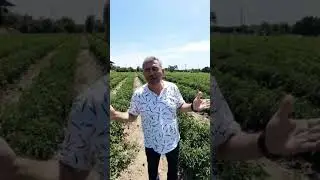 Domateste Master Effect farkı. - At&ccedil;a/Sultanhisar