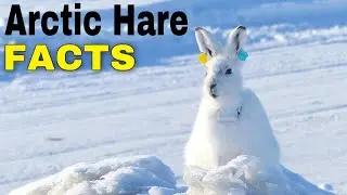Arctic Hares Are Big Snowballs. Interesting Arctic Hare Facts | Animals Facts |