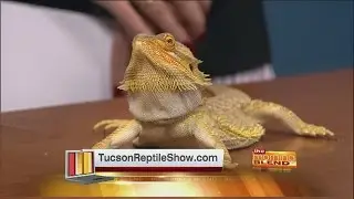 Tucson Reptile and Amphibian Show and Sale