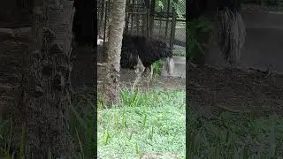 Ostrich Everything You Need to Know #OstrichFarming #FarmLife
