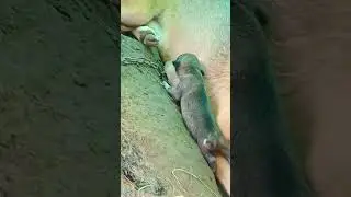 PUPPY WALK FIRST TIME #shorts || Karee care
