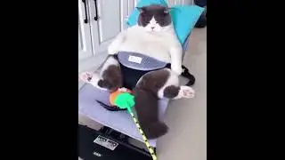 The King of Comfort: My Cat's Hilarious Baby Stroller Ride! @Themeowspot1