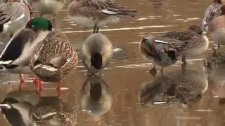 Natuur in Zuid-Holland - wintertalingen op de Starrevaart