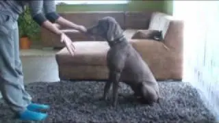 Alive Silver Weimaraner trick shows - Milla Rosa Falalovea :)