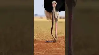 An ostrich has killed a cobra🐍 #shortvideo #viral #shortsfeed #shorts #shortsvideo #short #trending