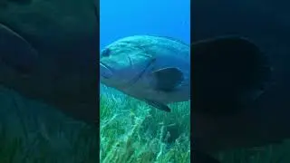 Huge dusky grouper in the Mediterranean Sea