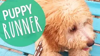 PUPPY'S FIRST RUN | PUPDATE #12