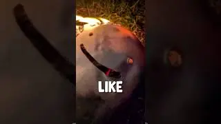 Самый злой Стэн мечты...😡 #шорты