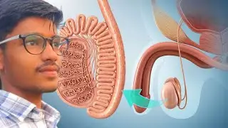 Internal Strature Of Testis-Inside the testis