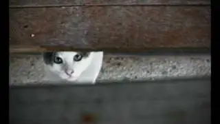 Micetti