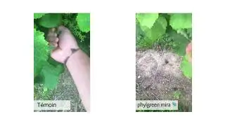 Phylgreen Mira Primactive Effect Timelapse