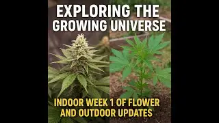1 week into flower vs outdoor grow. Plus we talk about our extraction plans!