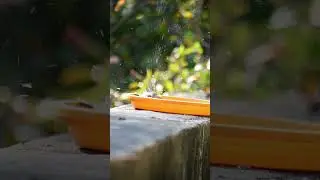 Bird Bath || Indian Silverbill Bird playing in water! #birds