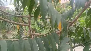 Chitato o Capulin ( Muntingia calabura)