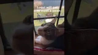 Tabby Cat meets a Swan, And the Swan Chronicles Start #cat #farmcat #farmcats #catshorts #ouranimal