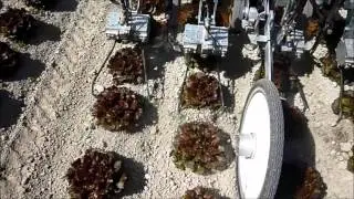 K.U.L.T. Unkrautmanagement f&uuml;r Profis - K.U.L.T. professional weed control