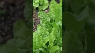 Quick Guide to Growing Perpetual Spinach (#shorts)