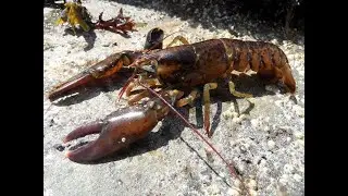Paper 59b Shrimp & Lobster are Virtually Unchanged for 360 million Years