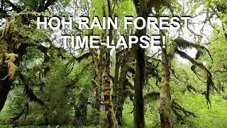 Time-Lapse through the Hoh Rain Forest!