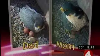 Watch a falcon family grow on webcam