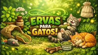ERVAS PARA GATOS 