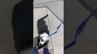 Adoptable Puppy Friedrich Does Great On Walks!