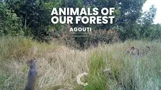 Agouti (Dasyprocta)