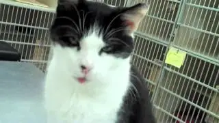 Protectors of Animals - Roscoe ADOPTED