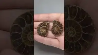 Амоніт Cleoniceras 30*35*7мм Мадагаскар арт. 9017