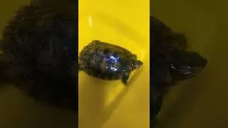 приучаемся кушать в отдельном месте #aquarium #cute #love #pet #reptile #turtle