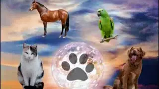 Reiki Animal Healing Music