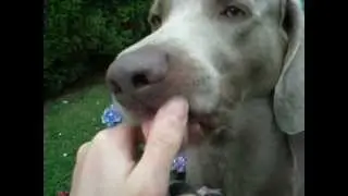aggressive Weimaraner ... not really