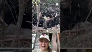 Moose rescued after getting stuck in abandoned well