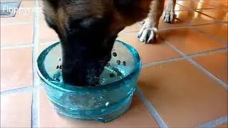 Обзор стеклянной миски для корма и воды PawNosh Cubby Deluxe - ねこ - ラグドール - Floppycats