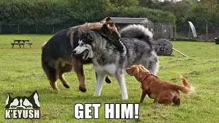 Husky Wrestles Shepherd While Puppy Referees!