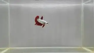 Male Betta : MY54 Fancy Red Dragon HMPK