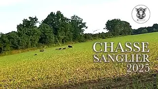 CHASSE SANGLIER 2025 &ndash; TIR SANGLIER 💥 R&eacute;action incroyable des laies ! #chasseausanglier