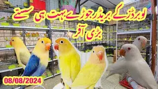 Lovebirds ki Bari offer faida uthao season se pehly acha or sasta birds 💁@Islamabad_pets
